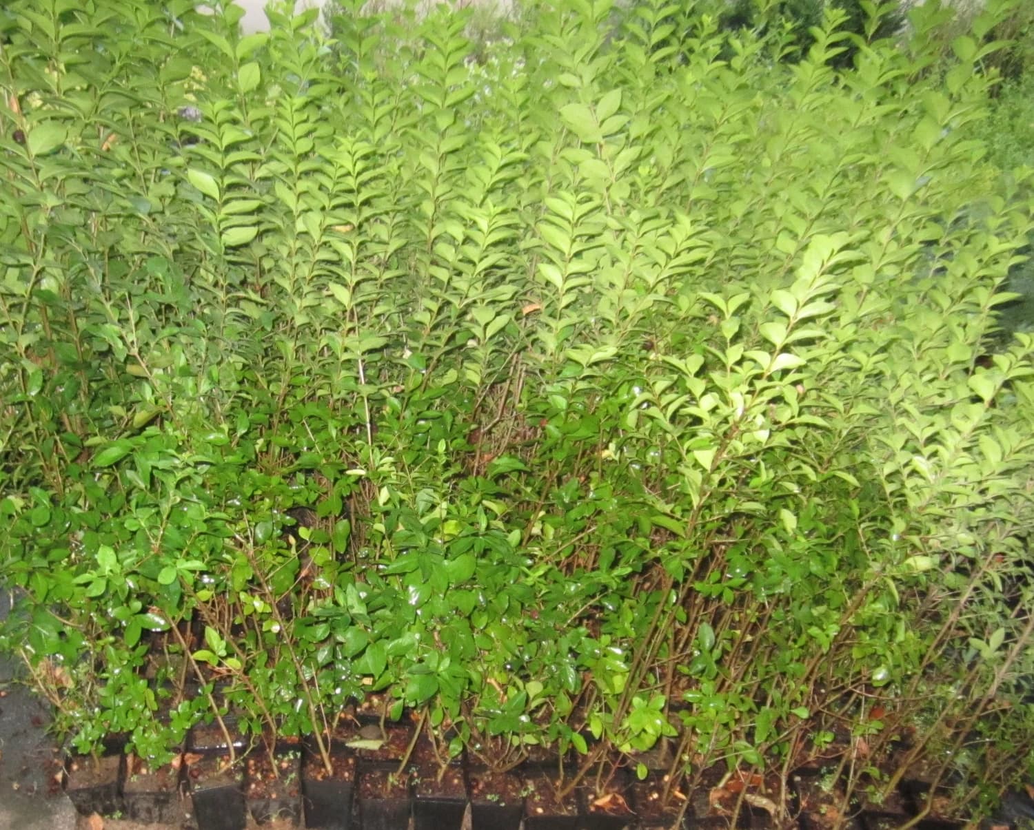 predam-vtaci-zob-ligustrum-stalozeleny