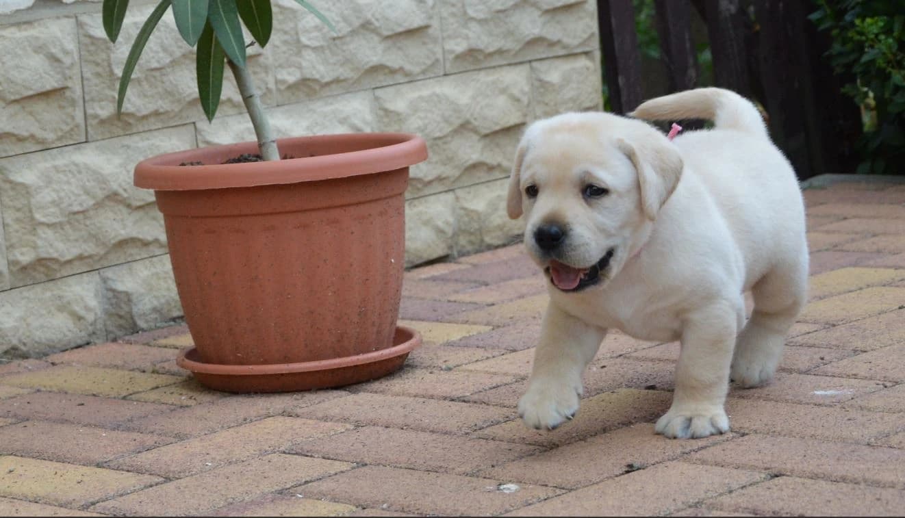 labrador-retriever-zlte-steniatka-psy-s-pp