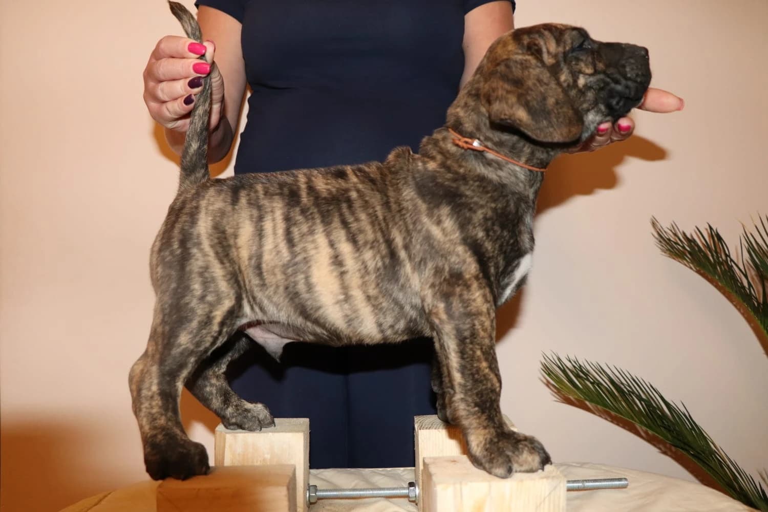 presa-canario-kanarska-doga