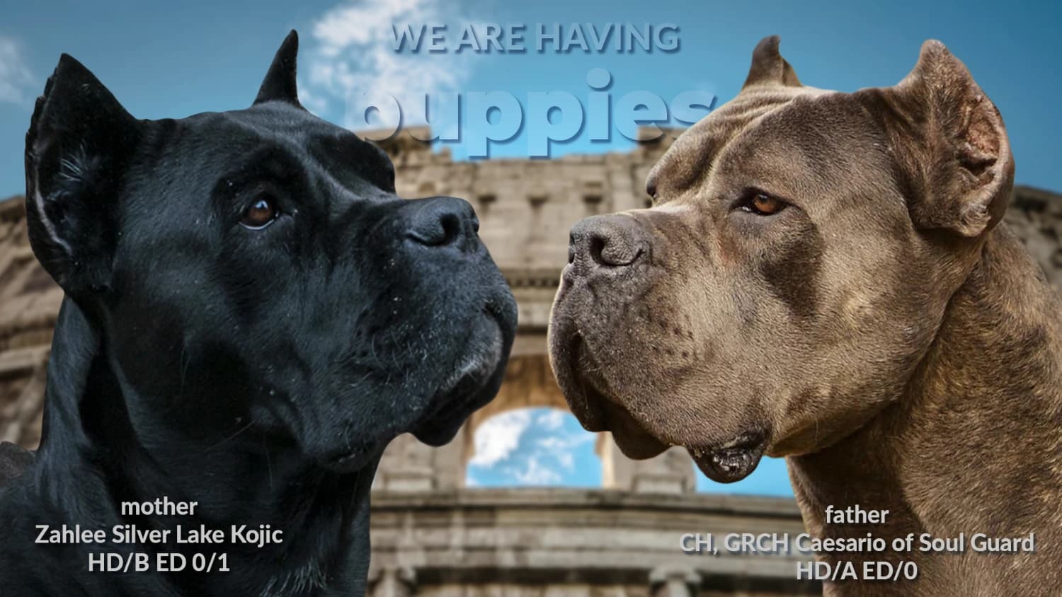 cane-corso-s-pp