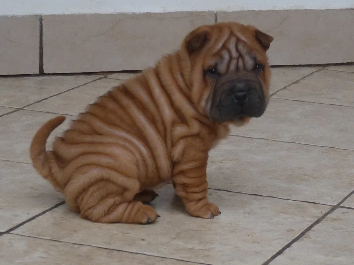 shar-pei-sarpej-steniatka-s-rodokmenom-s-pp