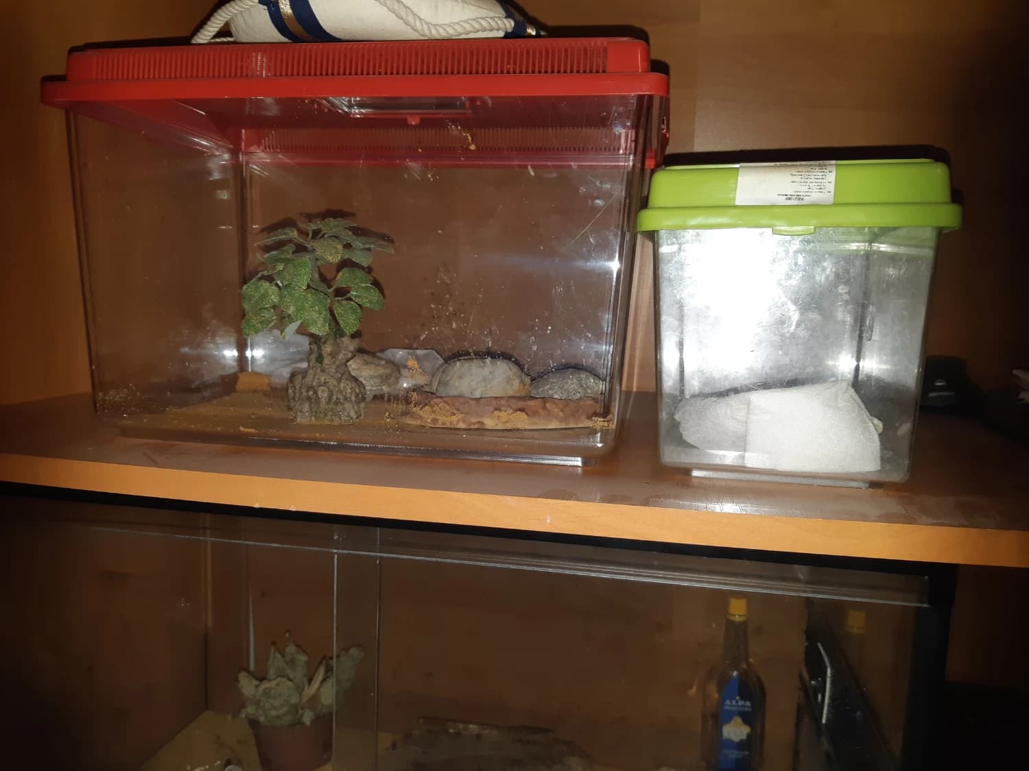 terarium-2prenosne