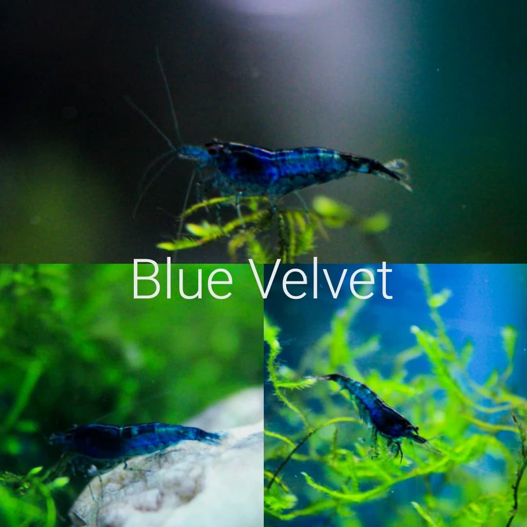 nenarocne-krevetky-blue-velvet