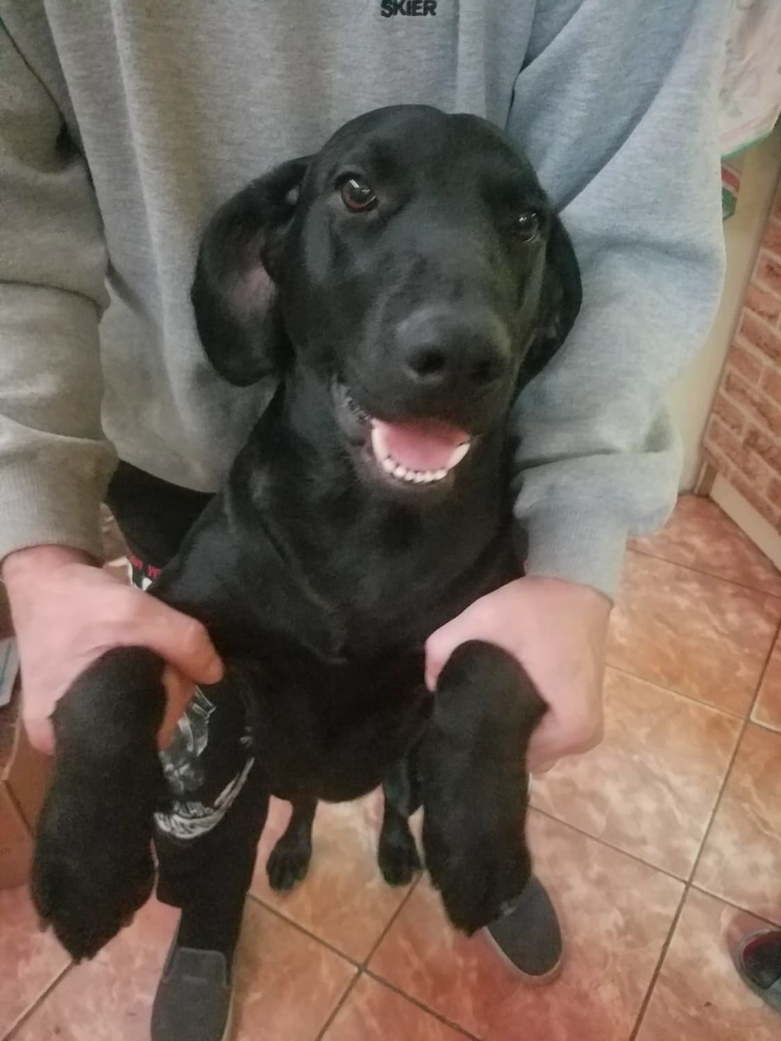 psik-labrador-cistokrvny