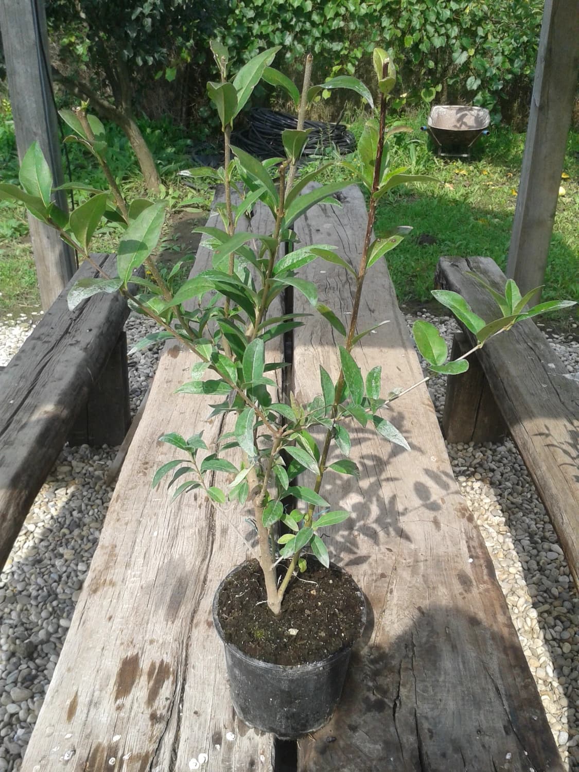 vtaci-zob-stalozeleny-ligustrum-vulgare-atrovirens