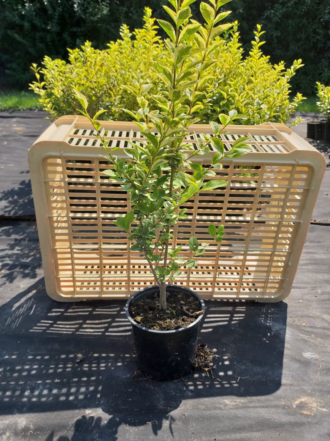 vtaci-zob-zlaty-ligustrum-aureum