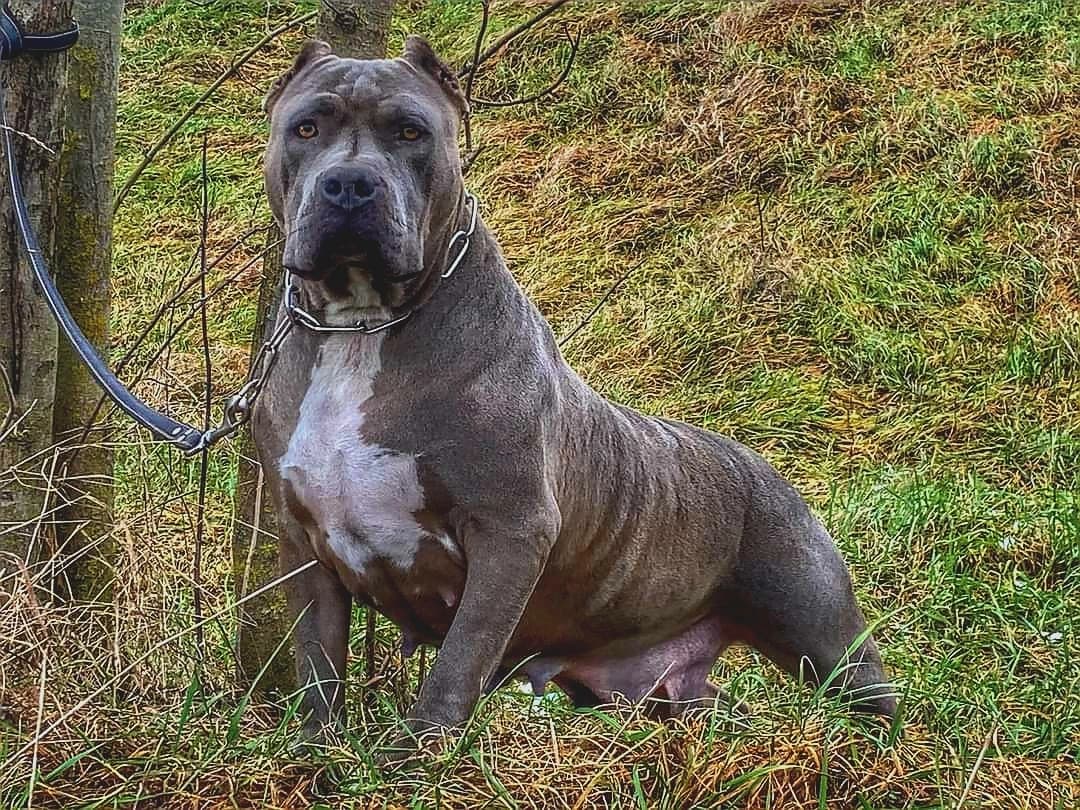 american-bully-xxl