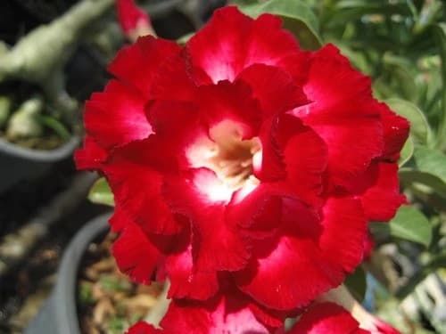adenium-aeksiam-semena