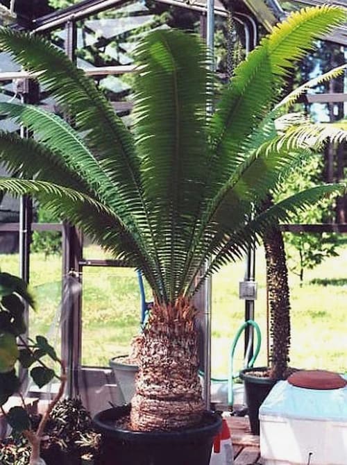 cycas-dioon-spinulosum-naklicena-semena