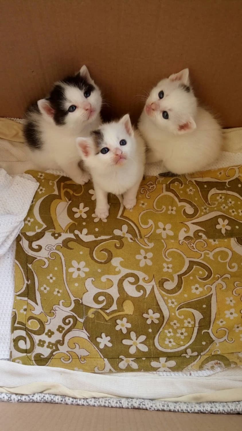 maciatka