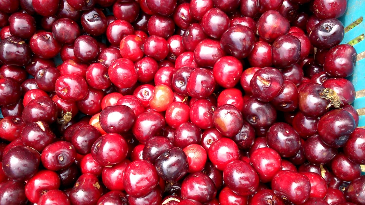 predam-ceresne-na-kvas-alebo-zavaranie