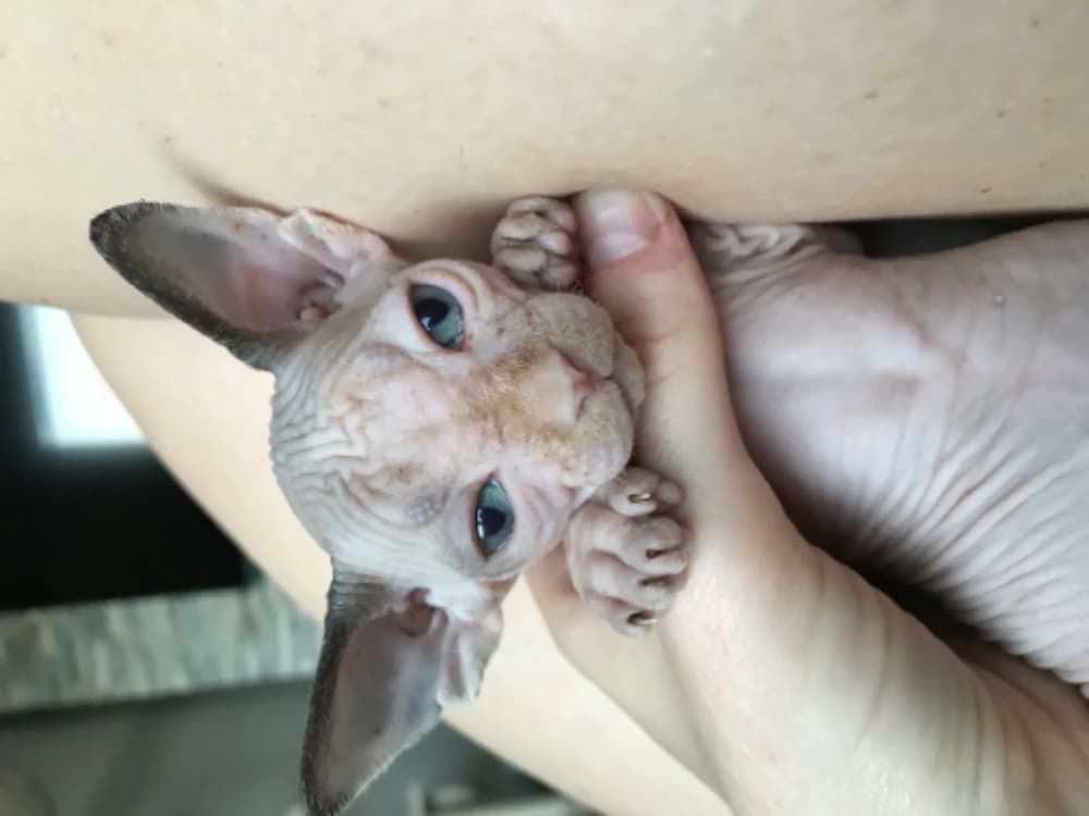 don-sphynx-maciatka
