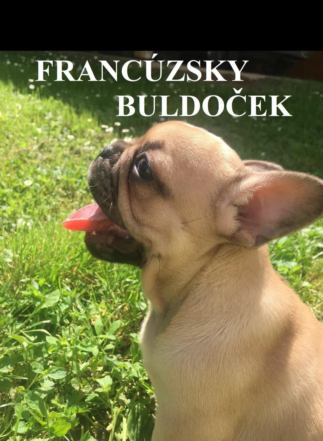 francuzsky-buldocek