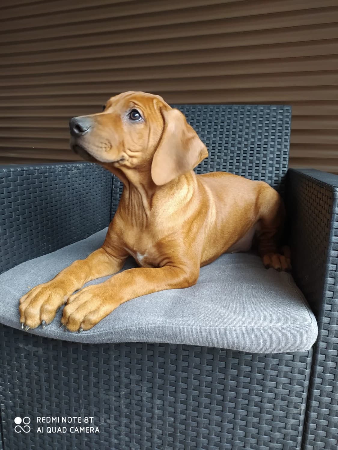 prodam-stenata-rhodeskeho-ridgebacka