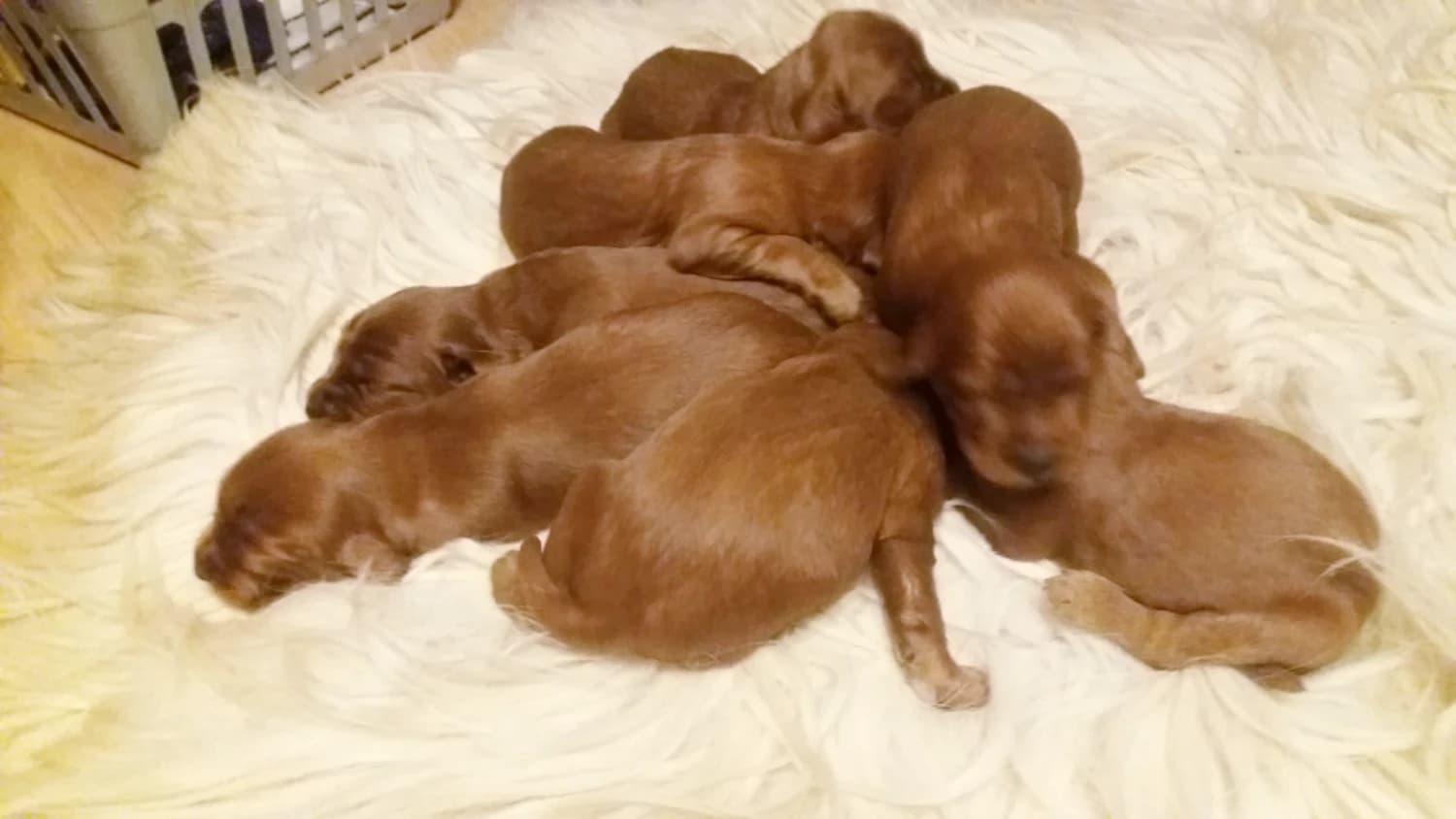 ponukame-na-predaj-steniatka-irskeho-setra