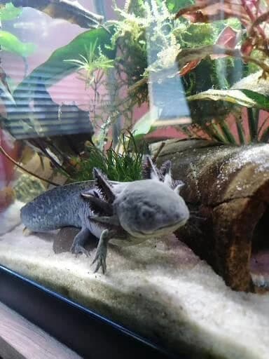 axolotl-mexicky