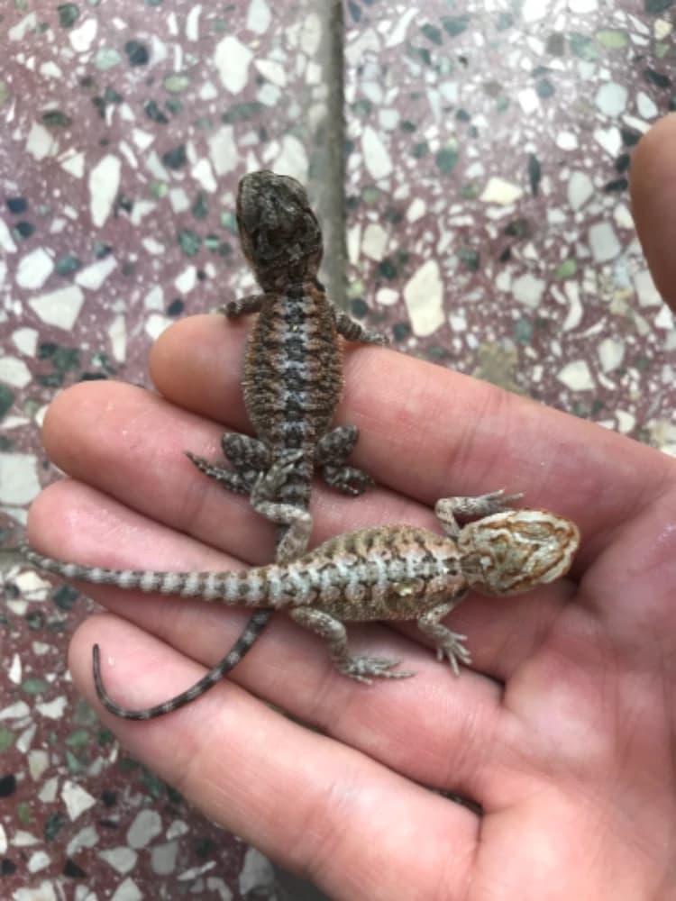 agama-bradata