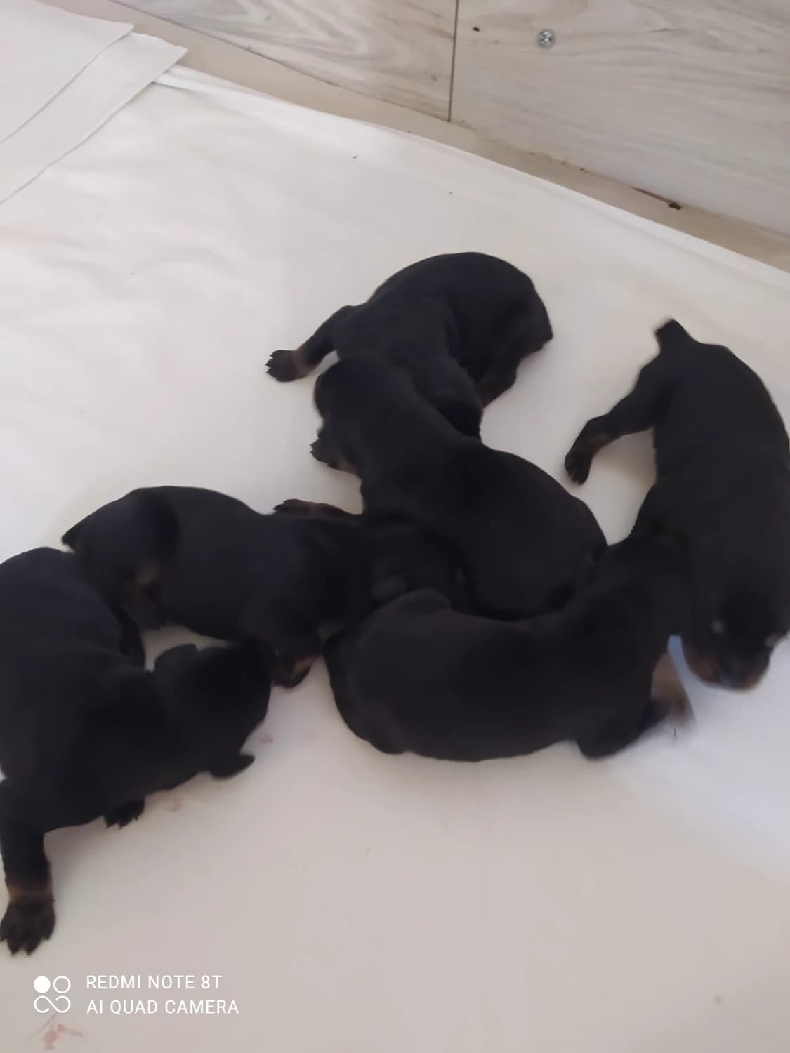 predam-steniatka-dobermana