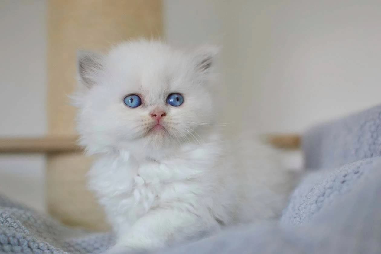 britske-maciatka-s-rodokmenom