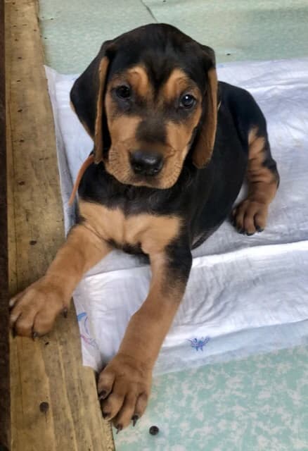 polovne-psy-srbsky-duric-steniatka