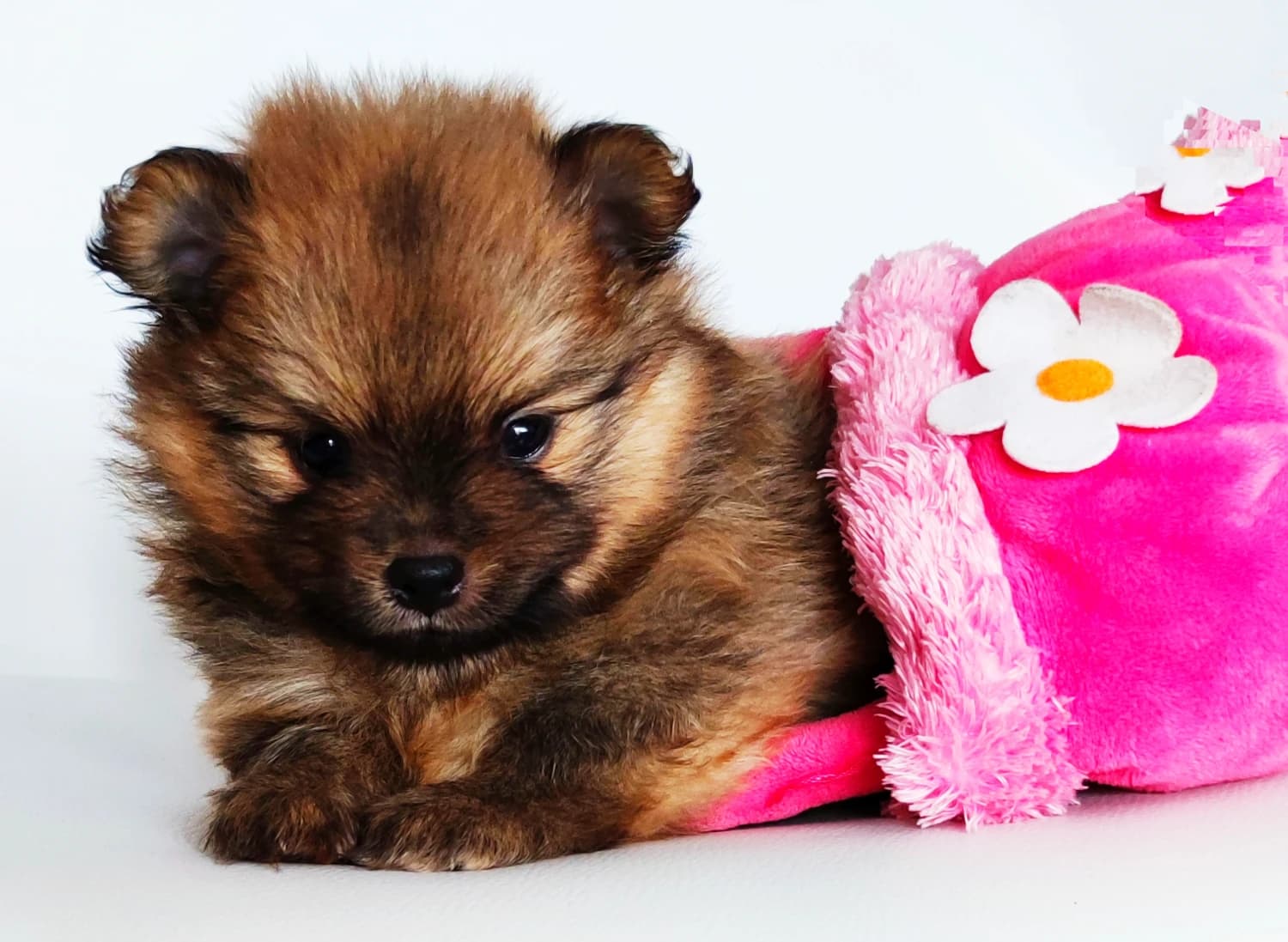 pomeranian-spic