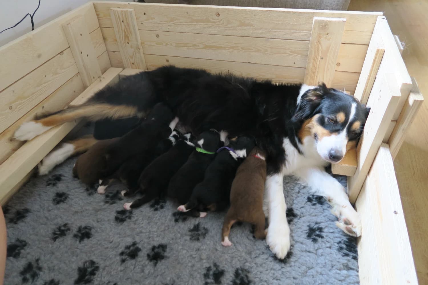 australsky-ovciak-s-pp