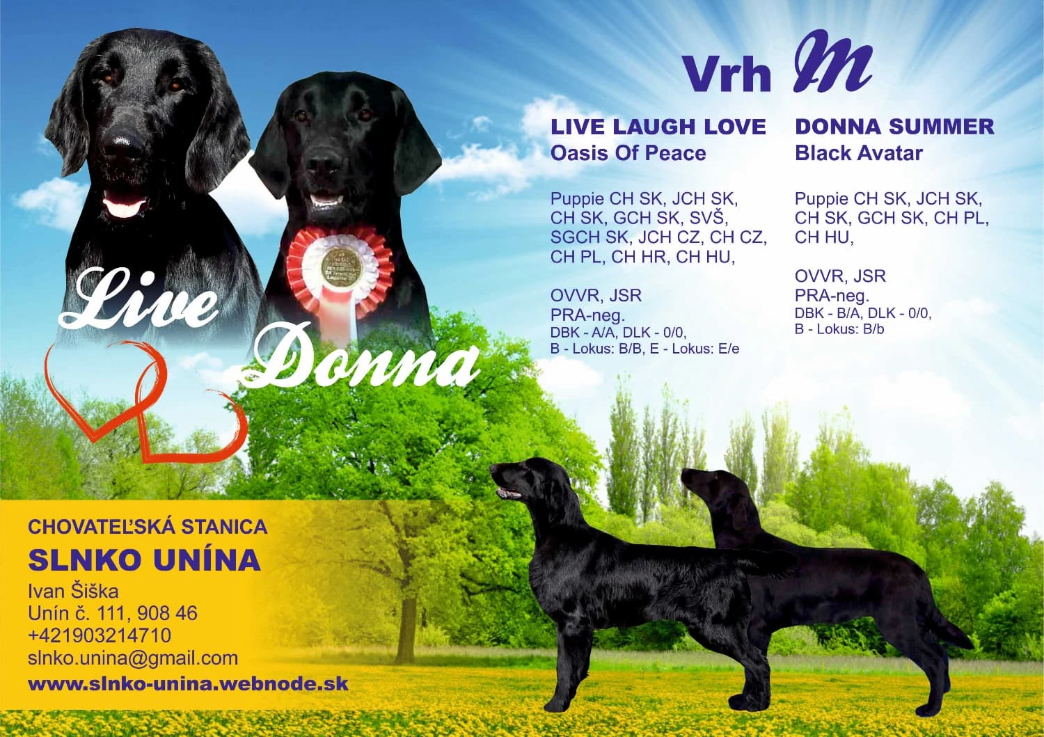 flat-coated-retriever-steniatka