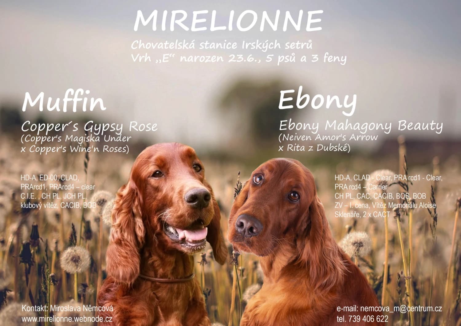 irsky-setr-stene-s-pp