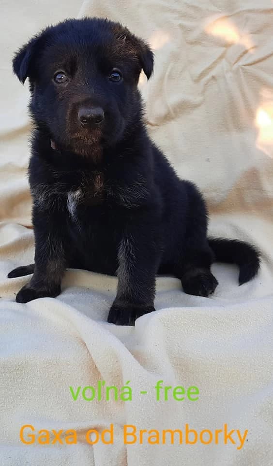 steniatka-nemecky-ovciak