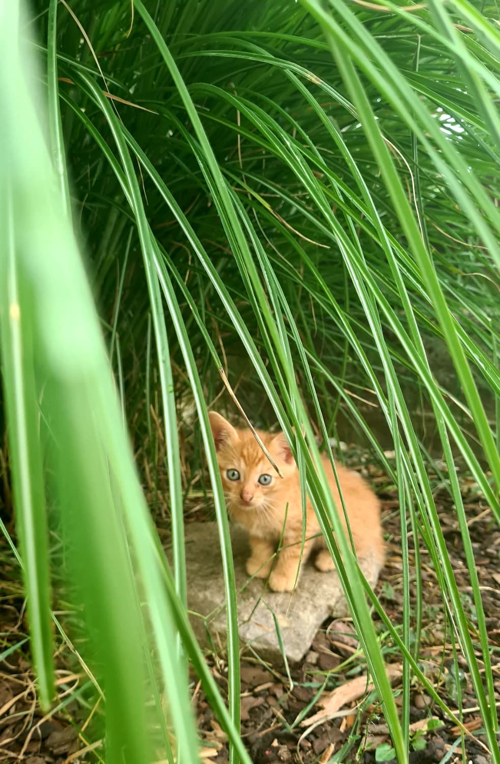 maciatka