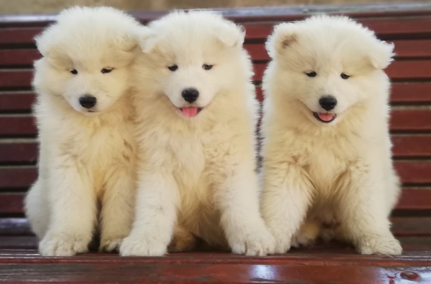 samojed-steniatko