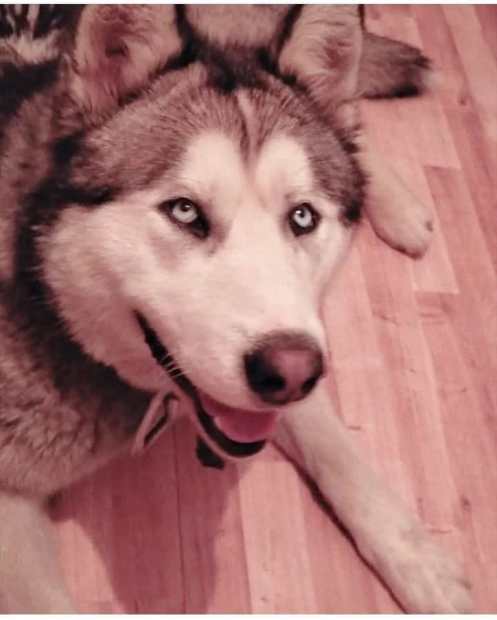 Predám Sibírsky Husky - 1