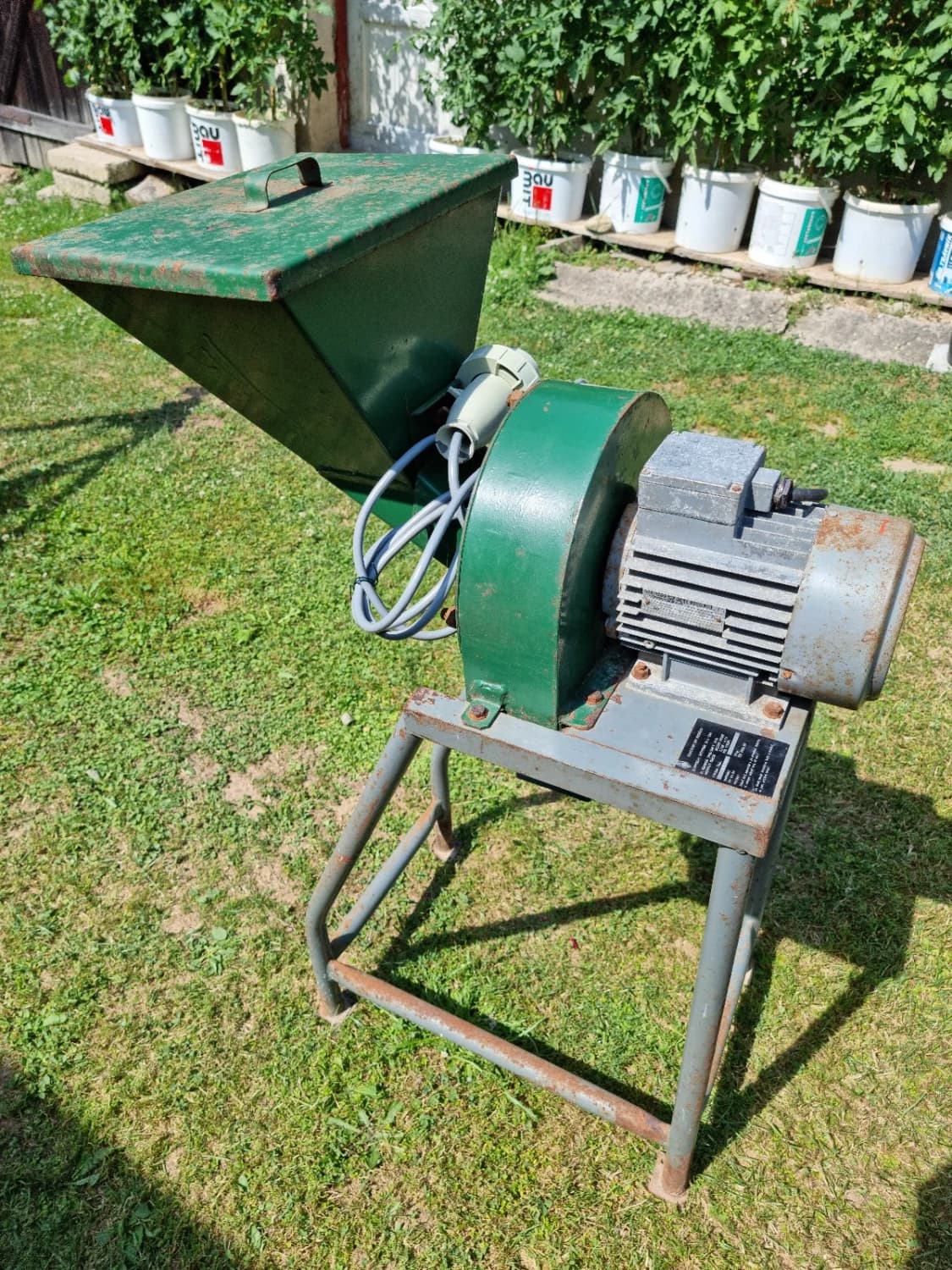 srotovnik-kladivovy-srotovnik-na-obilie
