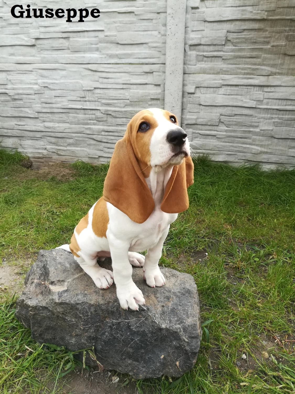 svajciarsky-svycky-duric-s-pp