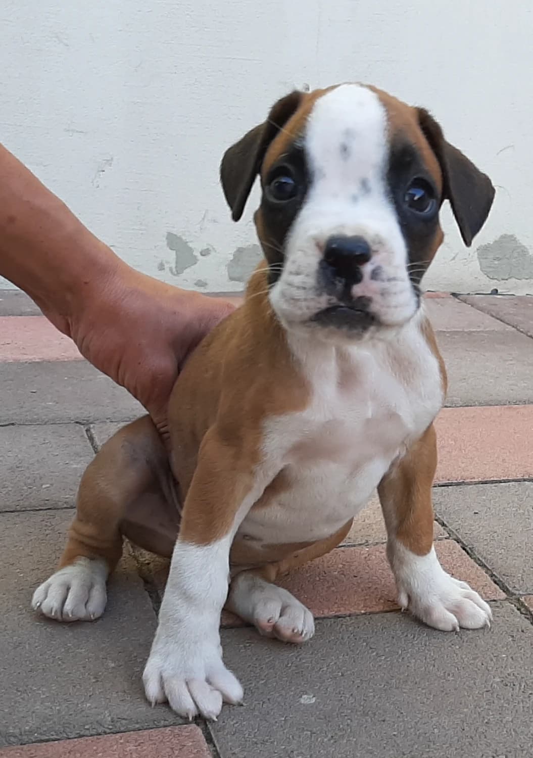 predame-nemeckeho-boxera