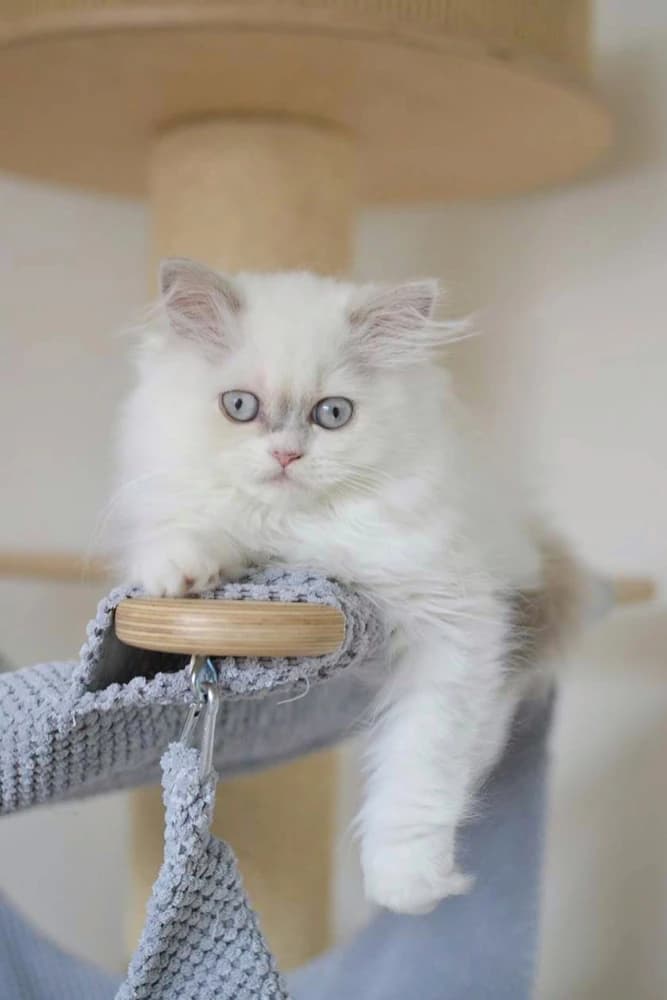 britsky-kocurik-hlada-novy-domov