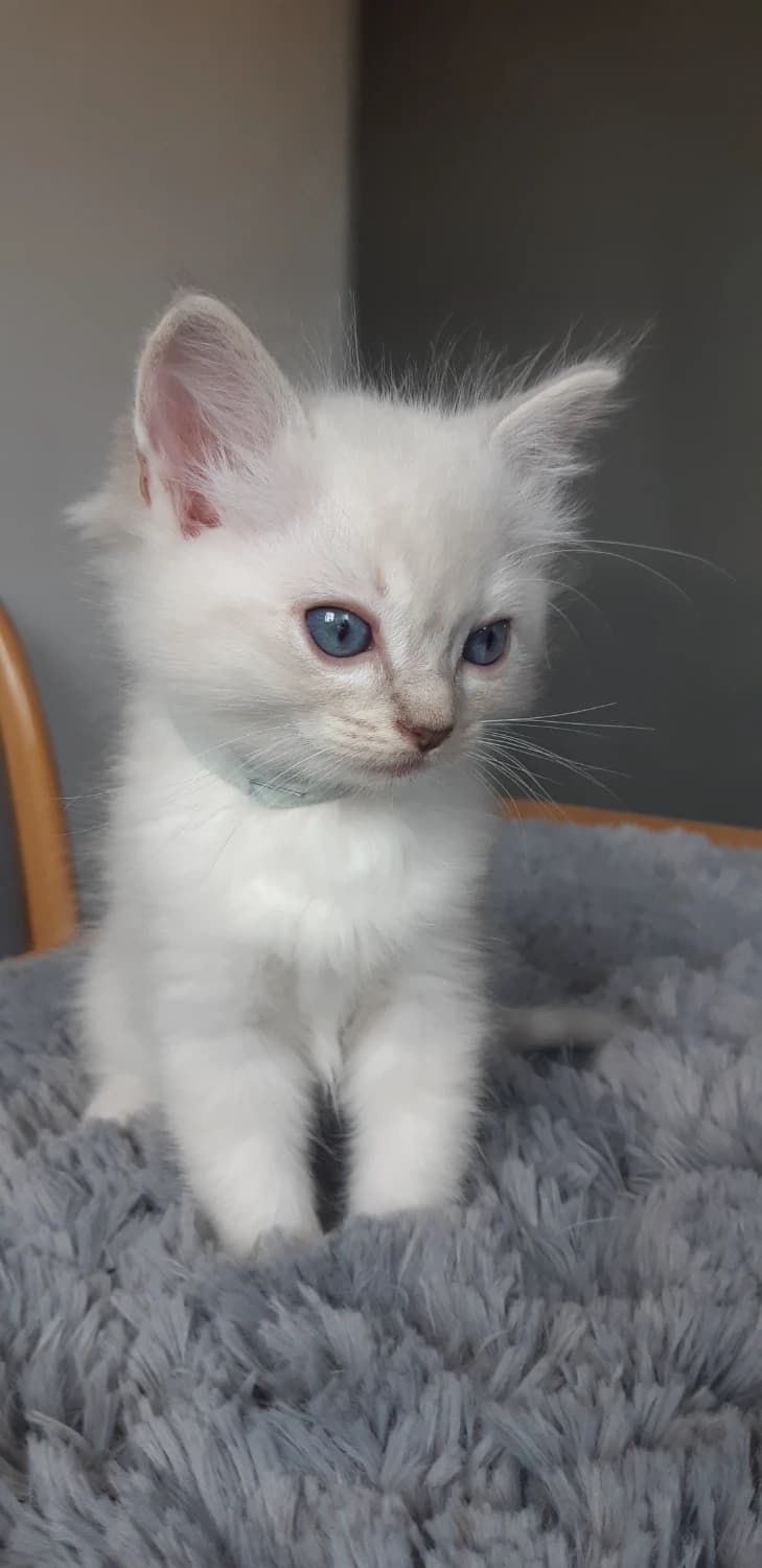 ragdoll