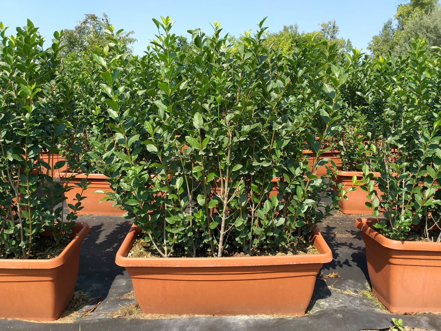 Hotový živý plot - ligustrum - 1