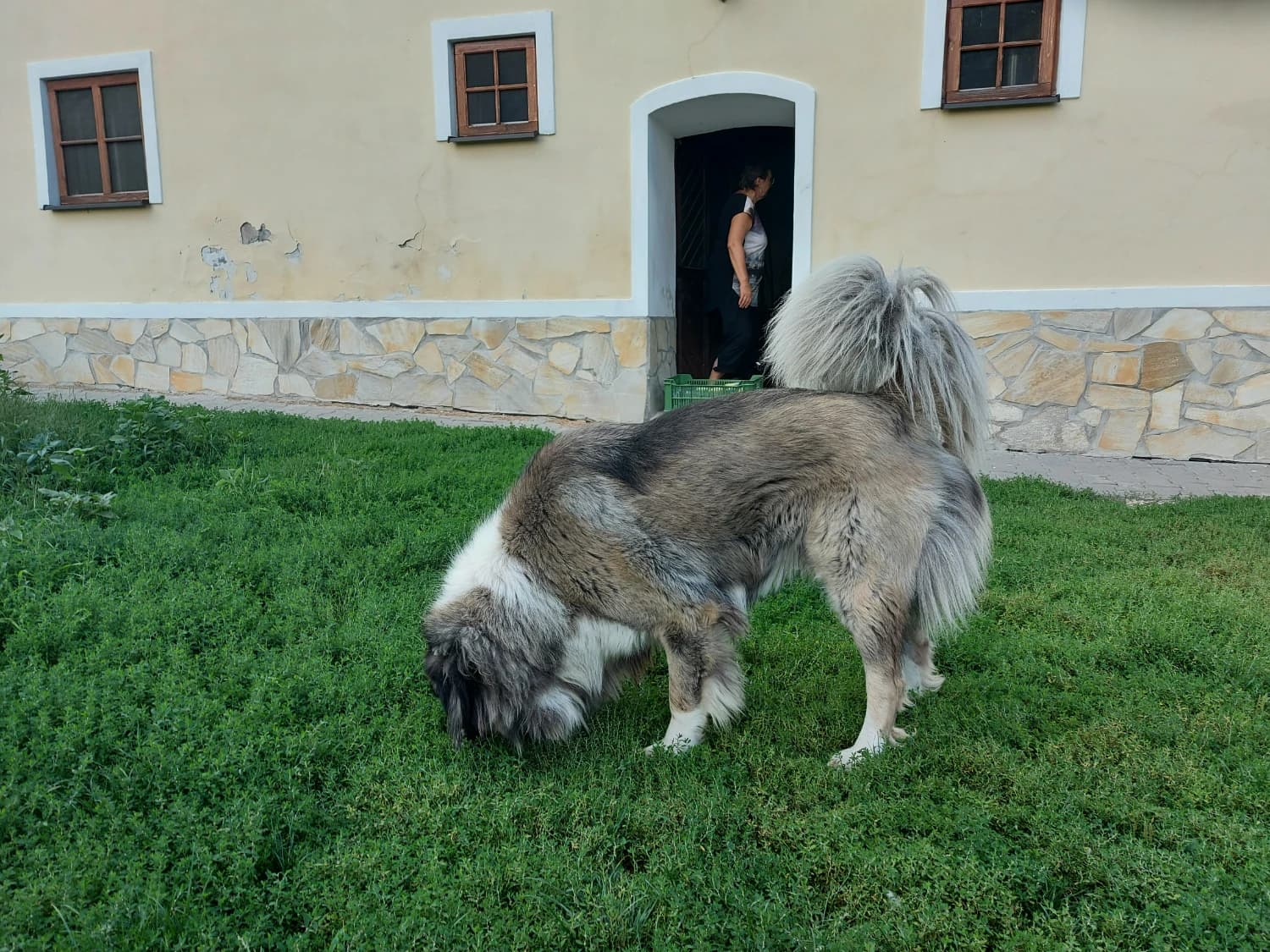 darujem-pekneho-mladeho-kaukazskeho-ovciaka