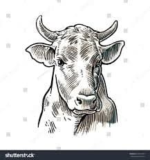 predaj-hovadzieho-masa