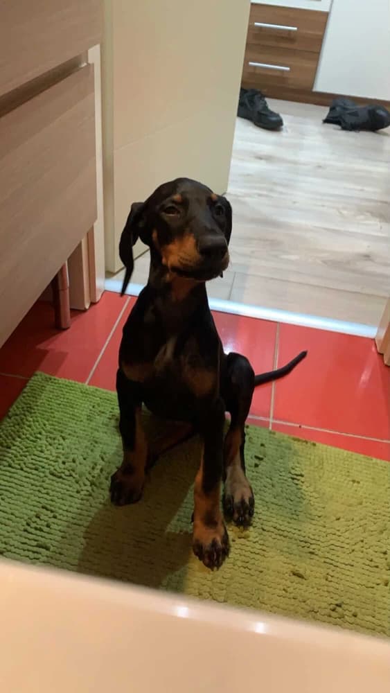 predam-steniatko-dobermana