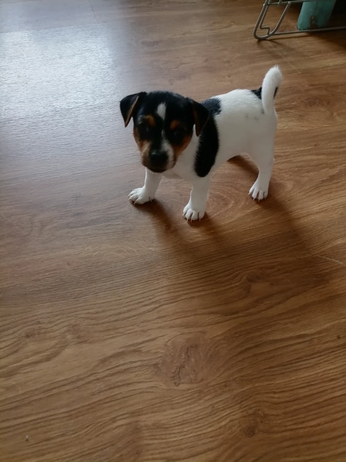 jack-russell-terrier