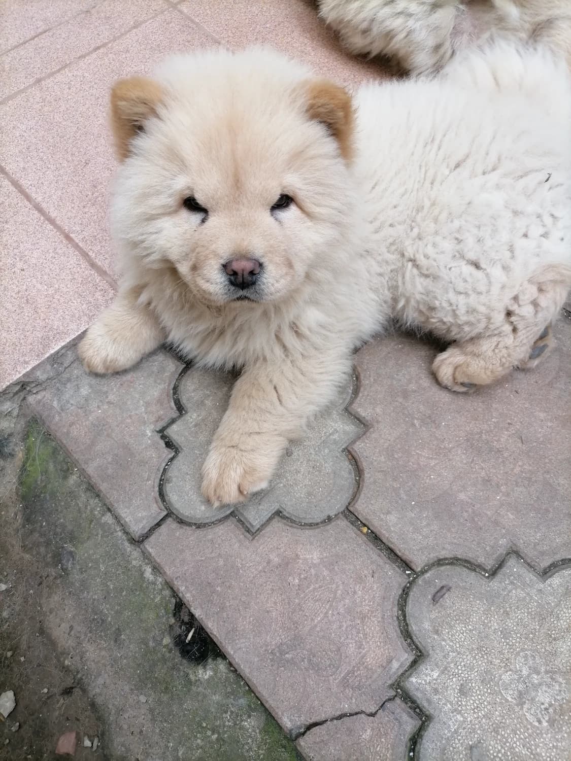 predam-cau-cau-fenku-bielu