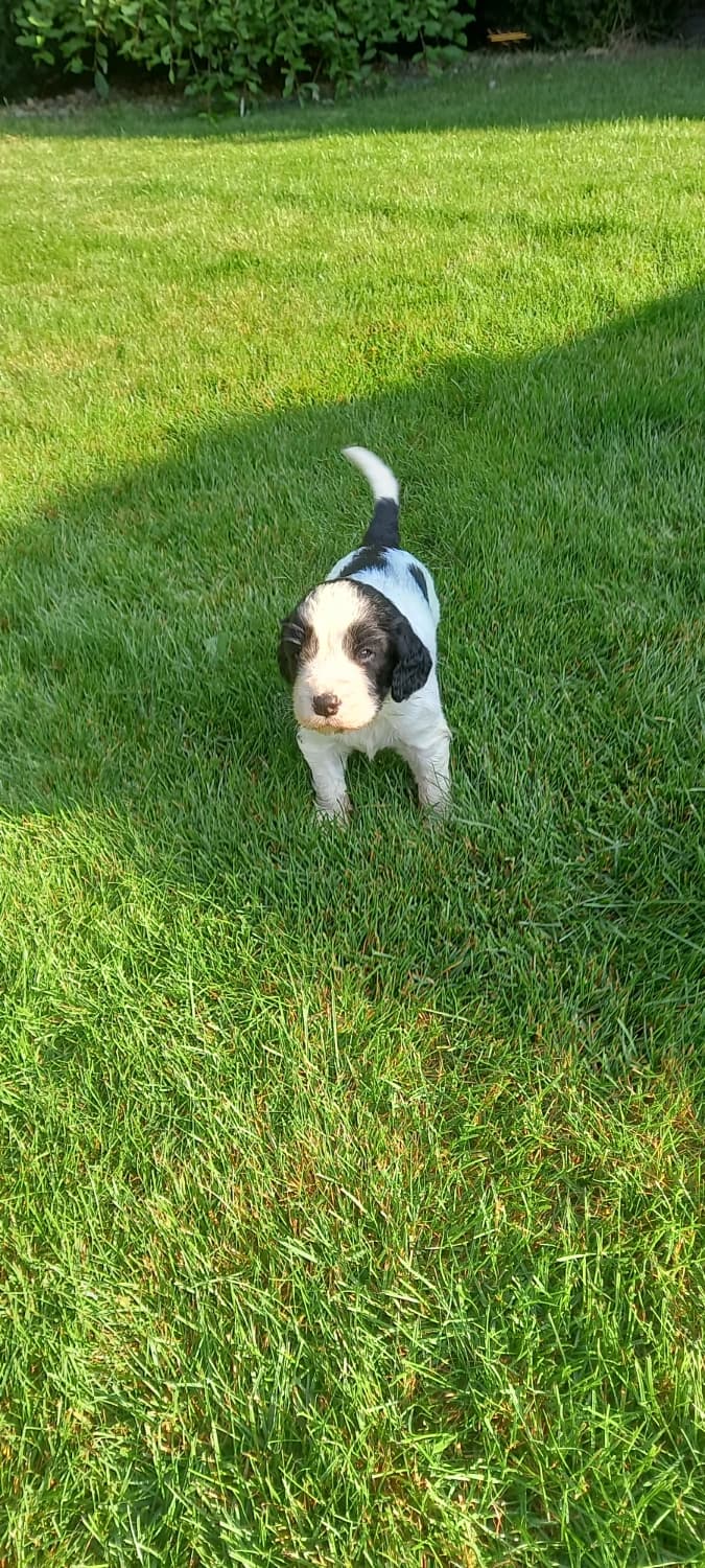 anglicky-springerspaniel