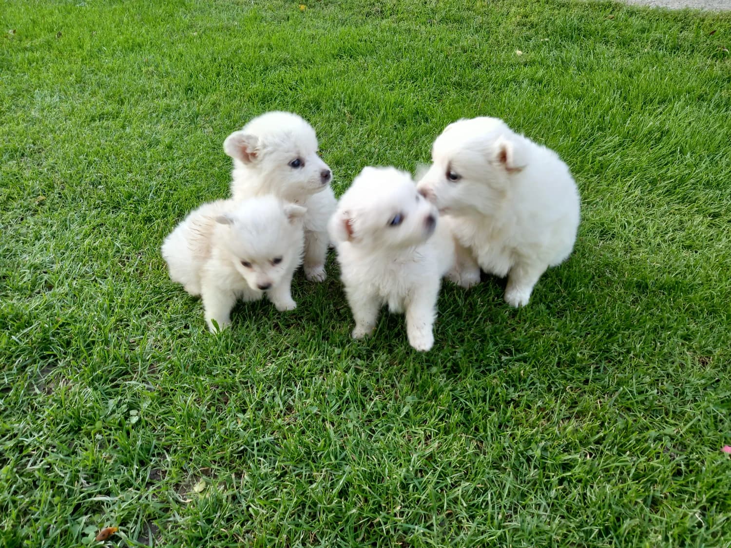 predam-steniatka-stredneho-bieleho-nemeckeho-spica