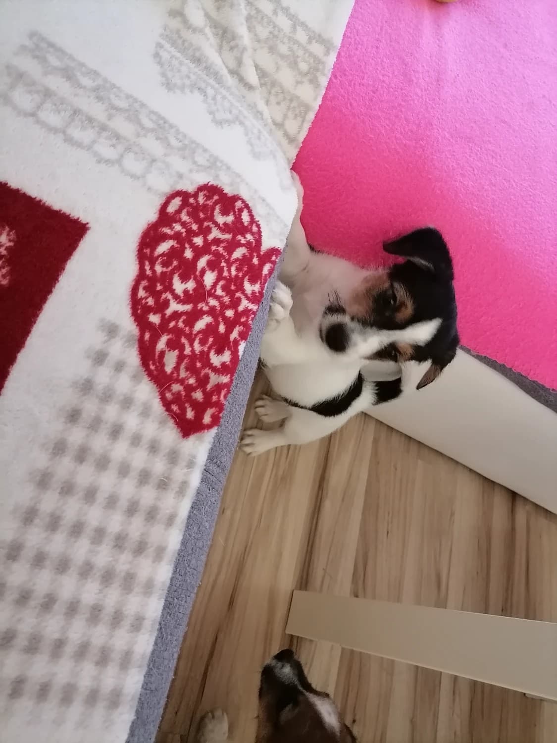 jack-russell-terrier