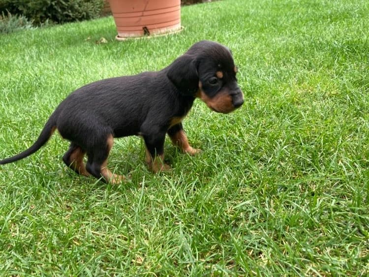 slovensky-kopov-steniatko