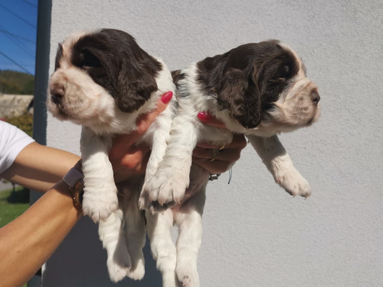 anglicky-springerspaniel-s-pp