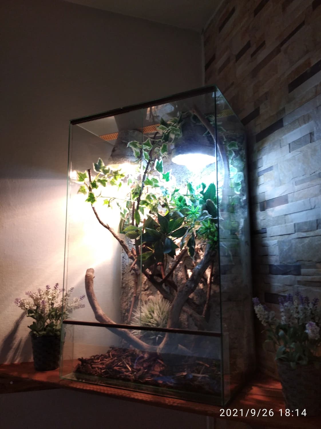 chameleon-terarium