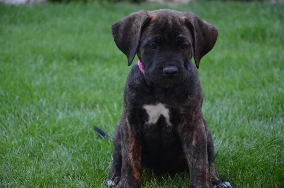 cane-corso